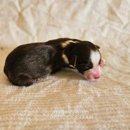 2 - Red tri male Miniature Australian Shepherd puppy in Snowflake, Arizona from Halfpint Aussies
