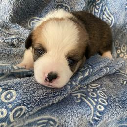 Purple - Red female Pembroke Welsh Corgi puppy in Beulaville, North Carolina from Windy Acres Pembroke Welsh