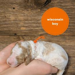 Wisconsin - Cream male Goldendoodle puppy in Cambridge, Minnesota from Country Meadow Doodles