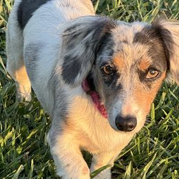 Dachshunds from B’s Dachshunds