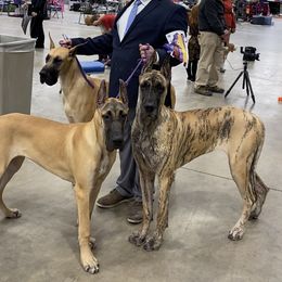 Great Dane Puppies from Alpine Great Danes