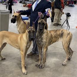 Great Dane Puppies from Alpine Great Danes