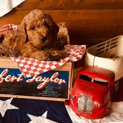 Goldendoodles from Guardian Angel Mini Goldendoodle Puppies