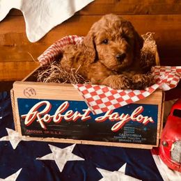 Goldendoodles from Guardian Angel Mini Goldendoodle Puppies