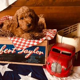 Goldendoodles from Guardian Angel Mini Goldendoodle Puppies