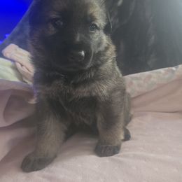 German Shepherd Puppies from Pheonix Farm