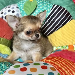 Leon - Black sabled fawn male Chihuahua puppy in Allentown, Pennsylvania from Tsunami Cockers & Chihuahuas
