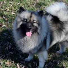Korri - Keeshond
