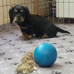 Little bit - Black and tan female Dachshund puppy in Salinas, California from Maverick Kennels