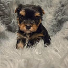 Brook - Blue and gold male Yorkshire Terrier puppy in Battle Ground, Washington from Joyful Yorkies