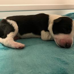 Blackjack - Black and white male Border Collie puppy in Holden, Missouri from Spotted Feather Farm