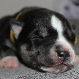 Hati - Siberian Husky puppy in Harrison County, Ohio from Solstice Siberians