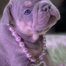 French Bulldogs from The Frenchie Life