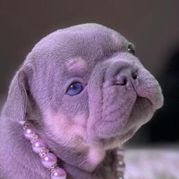 French Bulldogs from The Frenchie Life
