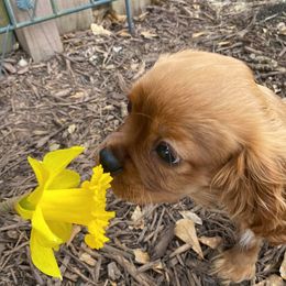 Cavalier King Charles Spaniels from Thunder Pups Farm