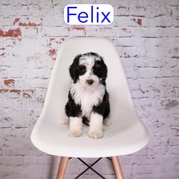 Felix - male Aussiedoodle puppy in Calhoun, Georgia from Happy Top Doodles