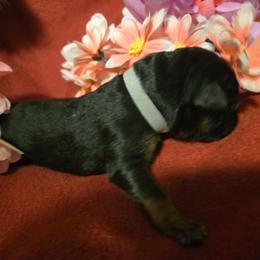 Victor - Black and red male German Shepherd puppy in Coupeville, Washington from Von Hilkey Shepherds