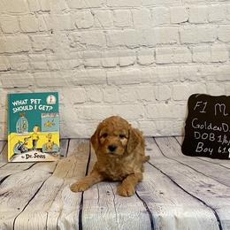 Goldendoodle and Poodle Puppies from Partridge Doodles and Poodles