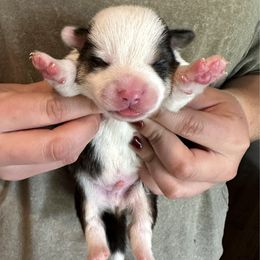 Tri boy 2 - Black and tan male Pembroke Welsh Corgi puppy in Clinton, Tennessee from High Hopes Farm