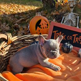 Hazel - Blue female French Bulldog puppy in Columbia Falls, Montana from Glacier French Bulldogs of Montana