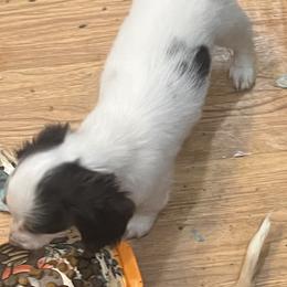 Daisy - Piebald female Dachshund puppy in Poplarville, Mississippi from Sarah’s Darling Dachshunds