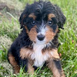Sophie Girl 4 - Tri-color female Bernedoodle puppy in Russiaville, Indiana from Pleasant Creek Minibernedoodles