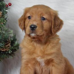 French Bulldog, Golden Retriever, and Labrador Retriever Puppies from Trigger Time Kennels