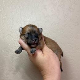 Kiwi - Orange female Pomeranian puppy in Phoenix, Arizona from Luxpomz