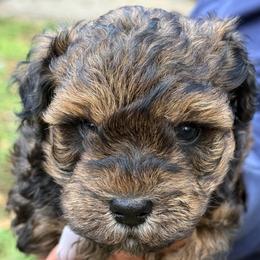 Solomon - Sable male Schnoodle puppy in Temple, Texas from Schnauzers Of Taylor
