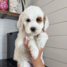 Violet - Parti female Goldendoodle puppy in Cedar Springs, Michigan from Pecks Oodle Doodles