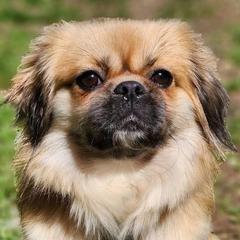 Mandy - Tibetan Spaniel