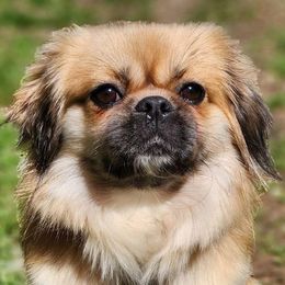 Mandy - Tibetan Spaniel