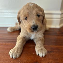 Girl 1 - Apricot female Goldendoodle puppy in Mattawan, Michigan from Doodifuldoods