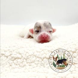 Fremont - White merle male American Corgi puppy in Cameron, North Carolina from Butts Family Corgis