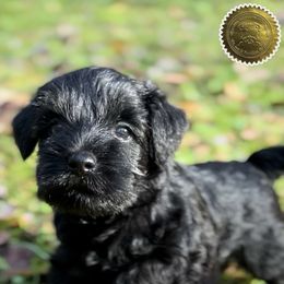 Sophie - Black female Miniature Schnauzer puppy in Frankford, Delaware from Miniature Schnauzers of Delmarva