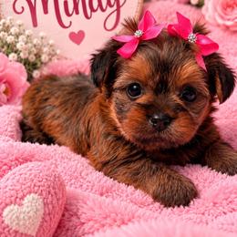 Mindy - Brown female Shihpoo puppy in Cooper City, Florida from Jenny La Bone
