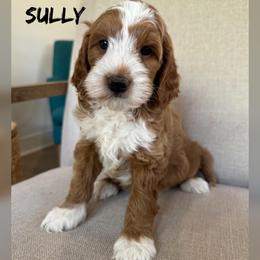 Sully - Red  male Goldendoodle puppy in Glendale, Arizona from Follow Your Bliss Doodles