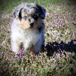Australian Shepherd Puppies from HP Aussie Kennels
