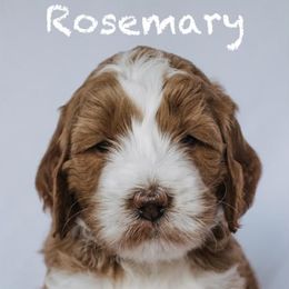 Goldendoodle Puppies from Lover Dover Doodles