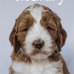 Goldendoodle Puppies from Lover Dover Doodles