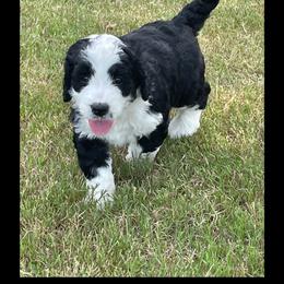 Orange - Black and white Bernedoodle puppy in Simpsonville, South Carolina from Sadie’s Doodles