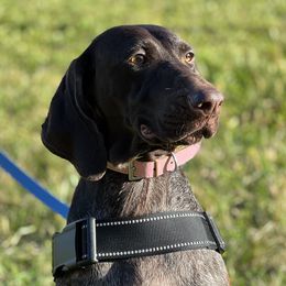 Tia  - German Shorthaired Pointer