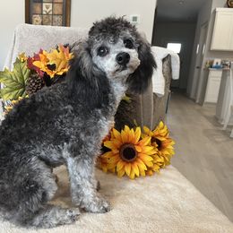 Poodle All Grown Up from Loves Toy Poodles