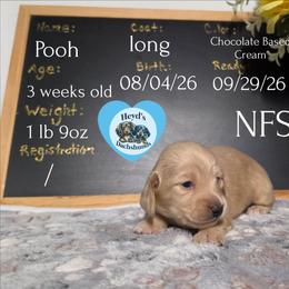 Pooh - Cream male Dachshund puppy in Hoquiam, Washington from Heyd's Mini Dachshunds