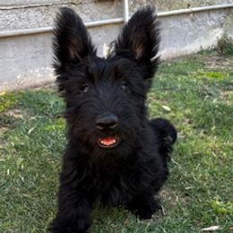 Scottish Terrier puppies from Azscotties.com