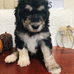 Pyredoodle and Sheepadoodle Puppies from Davis Family Doodles