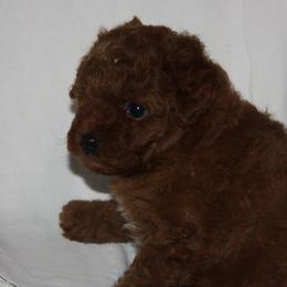 Australian Shepherd, Goldendoodle, and Poodle Puppies from 5AFarms