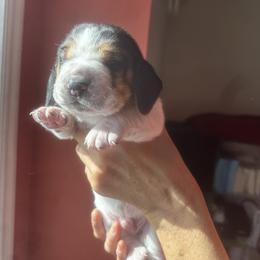 Basset Hound Puppies from Peach Blossom Bassets