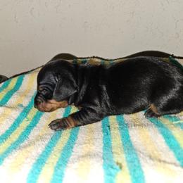 Boy 2 - Black and tan male Dachshund puppy in Fritch, Texas from The Weenie Farm