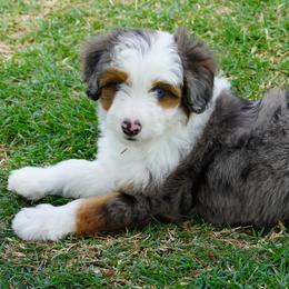 Boy 1 - Blue merle male Aussiedoodle puppy in Lawton, Oklahoma from Lindsey’s Aussies
